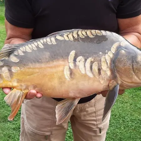 Orzechowy Dworek Lägenhet